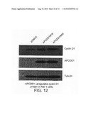 APCDD1 INHIBITORS FOR TREATING, DIAGNOSING OR DETECTING CANCER diagram and image