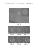 SYNTHESIS AND CONJUGATION OF IRON OXIDE NANOPARTICLES TO ANTIBODIES FOR TARGETING SPECIFIC CELLS USING FLUORESCENCE AND MR IMAGING TECHNIQUES diagram and image