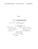 Polyphenol Conjugates as RGD-Binding Compounds and Methods of Use diagram and image