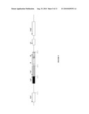 Use of Polynucleotides Encoding Small Acid-Soluble Spore Protein for Inhibiting Bacterial Cell Growth and/or Treating Bacterial Infections diagram and image