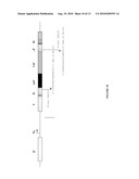 Use of Polynucleotides Encoding Small Acid-Soluble Spore Protein for Inhibiting Bacterial Cell Growth and/or Treating Bacterial Infections diagram and image