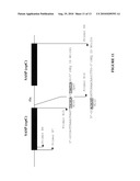 Use of Polynucleotides Encoding Small Acid-Soluble Spore Protein for Inhibiting Bacterial Cell Growth and/or Treating Bacterial Infections diagram and image