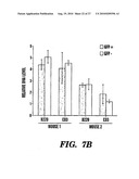 Method of Enhancing Proliferation and/or Hematopoietic Differentiation of Stem Cells diagram and image