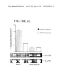 Use of SDF-1 to Improve Ischemic Myocardial Function diagram and image