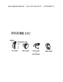 Use of SDF-1 to Improve Ischemic Myocardial Function diagram and image