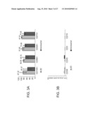 ADHERENT CELLS FROM ADIPOSE OR PLACENTA TISSUES AND USE THEREOF IN THERAPY diagram and image