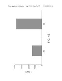 ADHERENT CELLS FROM ADIPOSE OR PLACENTA TISSUES AND USE THEREOF IN THERAPY diagram and image