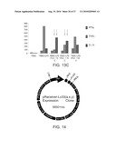 ADHERENT CELLS FROM ADIPOSE OR PLACENTA TISSUES AND USE THEREOF IN THERAPY diagram and image