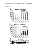 METHOD FOR TREATING DISEASES RELATED TO MITOCHONDRIAL DYSFUNCTION diagram and image