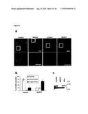 METHOD FOR TREATING DISEASES RELATED TO MITOCHONDRIAL DYSFUNCTION diagram and image