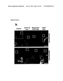 METHOD FOR TREATING DISEASES RELATED TO MITOCHONDRIAL DYSFUNCTION diagram and image