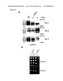 METHOD FOR TREATING DISEASES RELATED TO MITOCHONDRIAL DYSFUNCTION diagram and image