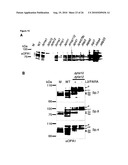 METHOD FOR TREATING DISEASES RELATED TO MITOCHONDRIAL DYSFUNCTION diagram and image