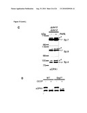 METHOD FOR TREATING DISEASES RELATED TO MITOCHONDRIAL DYSFUNCTION diagram and image