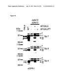 METHOD FOR TREATING DISEASES RELATED TO MITOCHONDRIAL DYSFUNCTION diagram and image