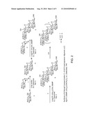 SYNTHETIC ANTI-CANDIDA ALBICANS OLIGOSACCHARIDE BASED VACCINES diagram and image