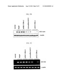 METHOD FOR ENHANCING SERUM STABILITY AND LOWERING IMMUNE RESPONSE OF SIRNA DOWN-REGULATING GENE EXPRESSION OF HBV OR HCV diagram and image