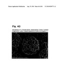 LITHIUM TRANSITION METAL-BASED COMPOUND POWDER, METHOD FOR MANUFACTURING THE SAME, SPRAY-DRIED SUBSTANCE SERVING AS FIRING PRECURSOR THEREOF, AND LITHIUM SECONDARY BATTERY POSITIVE ELECTRODE AND LITHIUM SECONDARY BATTERY USING THE SAME diagram and image