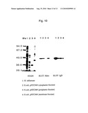 PROTEIN D - AN IGD-BINDING PROTEIN OF HAEMOPHILUS INFLUENZAE diagram and image