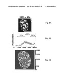 Nuclear localization of Src-family tyrosine kinases is required for growth factor-induced euchromatinization diagram and image