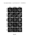 Nuclear localization of Src-family tyrosine kinases is required for growth factor-induced euchromatinization diagram and image