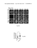 Nuclear localization of Src-family tyrosine kinases is required for growth factor-induced euchromatinization diagram and image