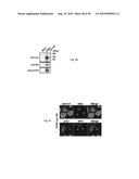 Nuclear localization of Src-family tyrosine kinases is required for growth factor-induced euchromatinization diagram and image