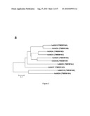 METHOD OF IDENTIFYING AGENTS WHICH MODULATE THE ACTIVITY OF CALCIUM-ACTIVATED CHLORIDE CHANNEL diagram and image