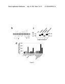 METHOD OF IDENTIFYING AGENTS WHICH MODULATE THE ACTIVITY OF CALCIUM-ACTIVATED CHLORIDE CHANNEL diagram and image