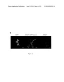 METHOD OF IDENTIFYING AGENTS WHICH MODULATE THE ACTIVITY OF CALCIUM-ACTIVATED CHLORIDE CHANNEL diagram and image