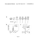 METHOD OF IDENTIFYING AGENTS WHICH MODULATE THE ACTIVITY OF CALCIUM-ACTIVATED CHLORIDE CHANNEL diagram and image