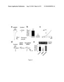 METHOD OF IDENTIFYING AGENTS WHICH MODULATE THE ACTIVITY OF CALCIUM-ACTIVATED CHLORIDE CHANNEL diagram and image