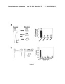 METHOD OF IDENTIFYING AGENTS WHICH MODULATE THE ACTIVITY OF CALCIUM-ACTIVATED CHLORIDE CHANNEL diagram and image