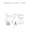 METHOD OF IDENTIFYING AGENTS WHICH MODULATE THE ACTIVITY OF CALCIUM-ACTIVATED CHLORIDE CHANNEL diagram and image