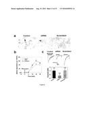 METHOD OF IDENTIFYING AGENTS WHICH MODULATE THE ACTIVITY OF CALCIUM-ACTIVATED CHLORIDE CHANNEL diagram and image