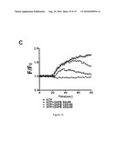 METHOD OF IDENTIFYING AGENTS WHICH MODULATE THE ACTIVITY OF CALCIUM-ACTIVATED CHLORIDE CHANNEL diagram and image