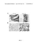 NEW BIOMARKER FOR MONITORING DEVELOPMENT OF DISEASES AND ASSESSING THE EFFICACY OF THERAPIES diagram and image