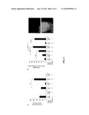 NEW BIOMARKER FOR MONITORING DEVELOPMENT OF DISEASES AND ASSESSING THE EFFICACY OF THERAPIES diagram and image