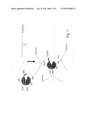 MODIFIED-IMMOBILIZED ENZYMES OF HIGH TOLERANCE TO HYDROPHILIC SUBSTRATES IN ORGANIC MEDIA diagram and image