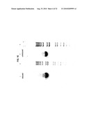 PHAGE OMRU POLYNUCLEOTIDES AND POLYPEPTIDES AND USES THEREOF diagram and image