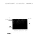 Compositions and methods for modulating ampa receptor-mediated excitotoxicity diagram and image