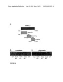 Compositions and methods for modulating ampa receptor-mediated excitotoxicity diagram and image