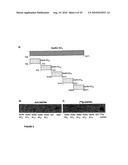 Compositions and methods for modulating ampa receptor-mediated excitotoxicity diagram and image