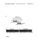 Compositions and methods for modulating ampa receptor-mediated excitotoxicity diagram and image