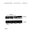 Compositions and methods for modulating ampa receptor-mediated excitotoxicity diagram and image