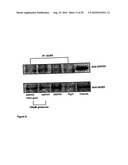 Compositions and methods for modulating ampa receptor-mediated excitotoxicity diagram and image