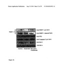 Compositions and methods for modulating ampa receptor-mediated excitotoxicity diagram and image