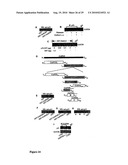 Compositions and methods for modulating ampa receptor-mediated excitotoxicity diagram and image