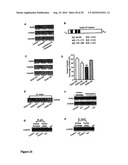 Compositions and methods for modulating ampa receptor-mediated excitotoxicity diagram and image