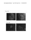 Compositions, methods and uses for inhibition and/or treatment of influenza infection diagram and image